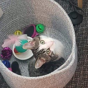 Meet your Posher, Sylvie